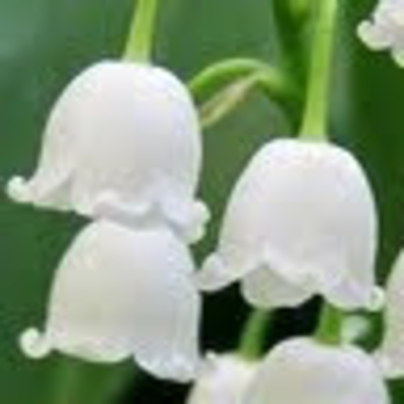 Meet your Posher, Lauranne - Picture 1 of 1